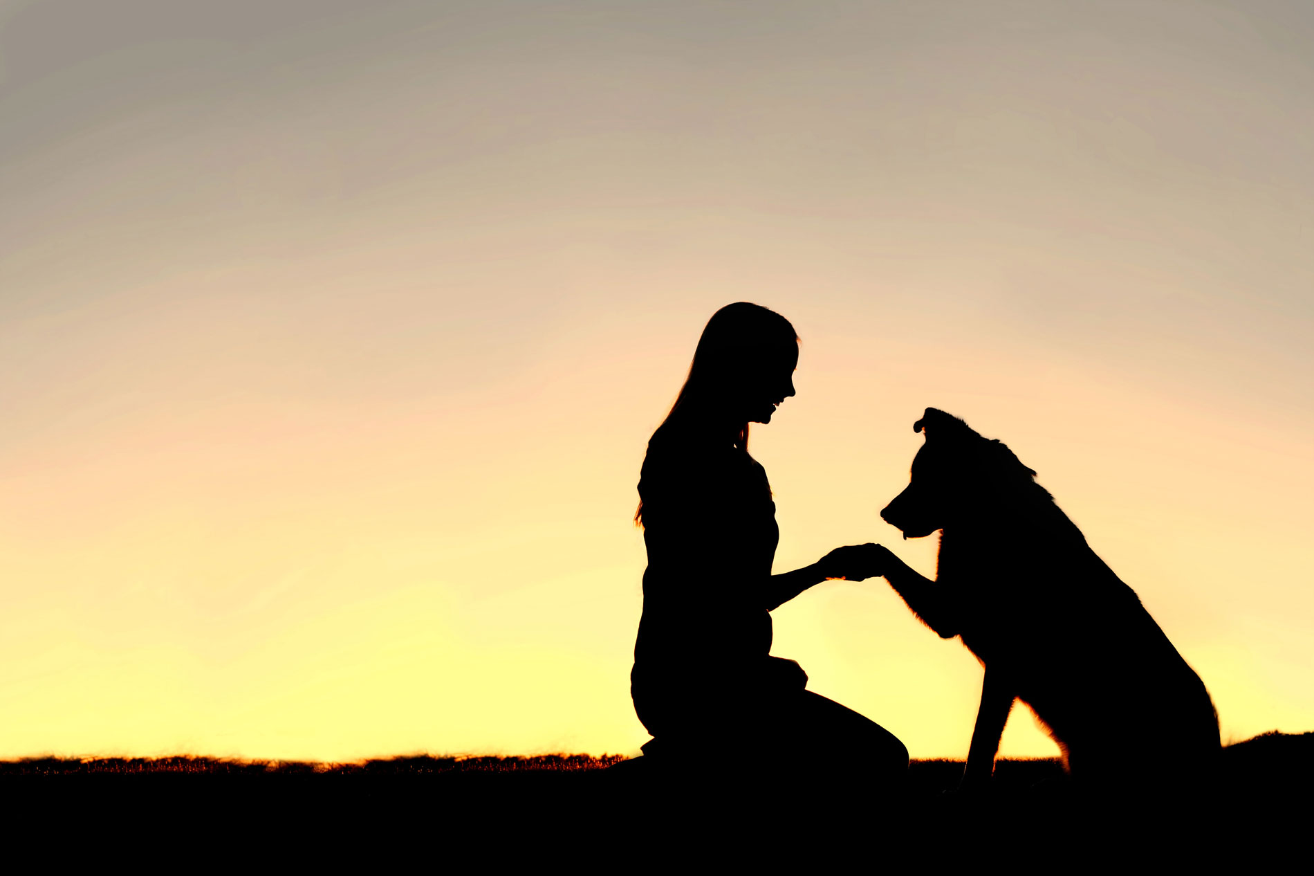 Evolutionary K9 — about us