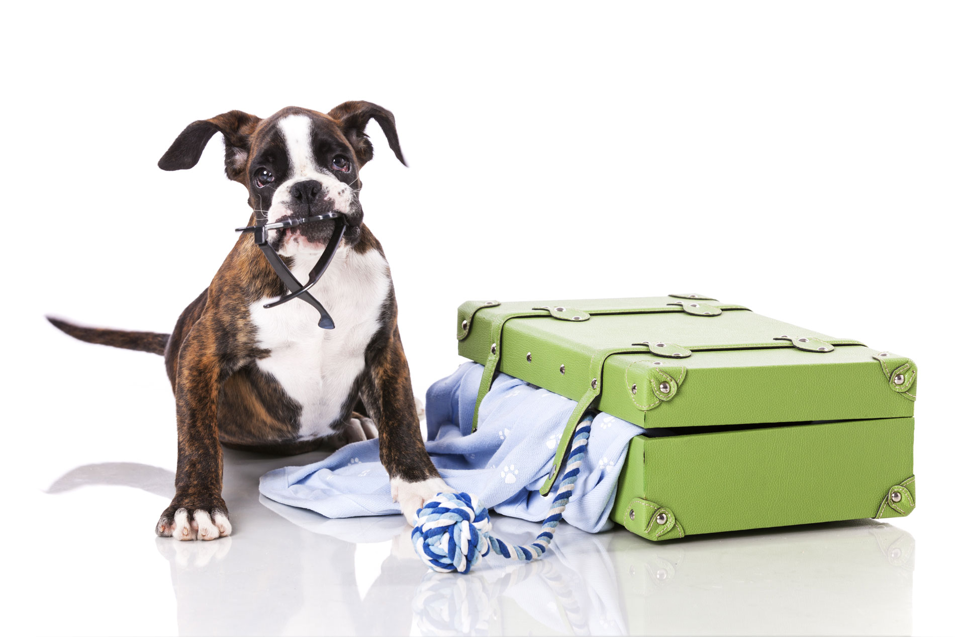 Dog Boarding